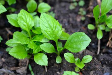 Aster seedlings in the open field. Green small bushes of asters on the ground close-up. Growing asters from seeds