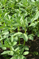 Horse bean (Vicia faba) grows in the soil