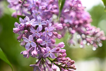 Spring lilac flowers close up. Blurred background