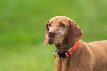 Big Brown-haired Pointing Dog - Hungarian Short-haired Pointing Dog - Vizsla stands on a green...