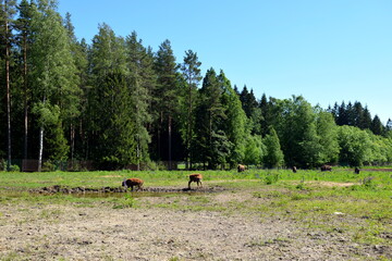 Fototapeta na wymiar bison graze in the meadow