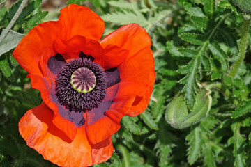 Fototapete bei efototapeten.de bestellen   