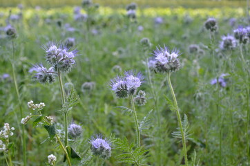 lilac flowers in the field