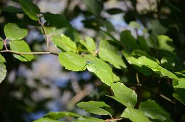 blue dragonfly on a green leaf