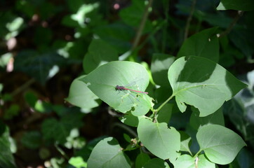 red dragonfly on a green leaf