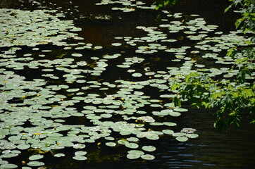 water lilies on the water surface of a pond
