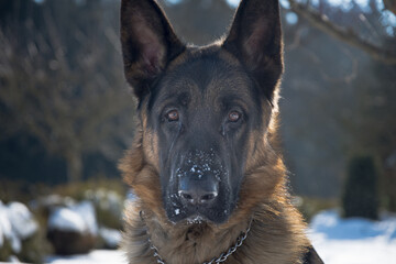 dog shepherd german pet animal