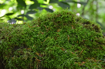 green moss on the ground