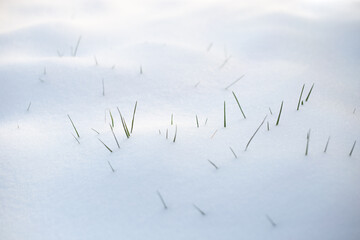 Grass blades in the snow