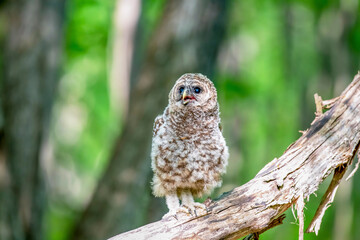 Recently fledged baby barred owlet standing on a fallen tree in Canada. Green blurred background.