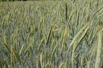 growing barley field under bright sunlight