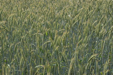growing barley field under bright sunlight