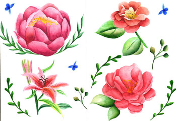 Watercolor hand-painted floral elements set. Botanical illustration lily, rose, peony, flowers, leaves and butterflies in different colors, red blue, pink and green. Natural objects isolated