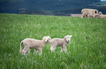 sheep lamb animal farm grass