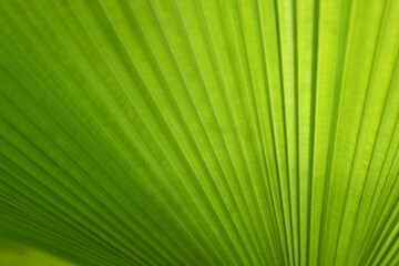 Vibrant Green Leaves of Panama Hat Palm Plants for Background