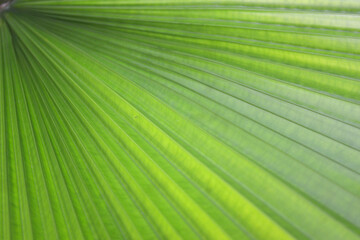 Vibrant Green Leaves of Panama Hat Palm Plants for Background