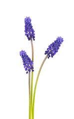 Muscari flowers isolated on white background. Grape Hyacinth. Beautiful spring flowers.