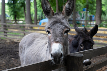 Two donkeys behind the fence. Hoofed animals