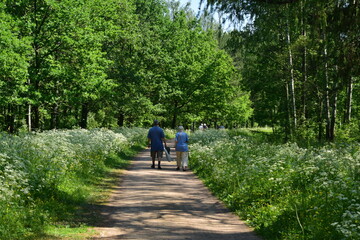 Obraz premium walk in the woods