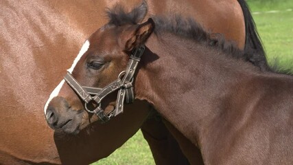 A cute little brown thoroughbred foal in a bridle perches on a green meadow with a mother horse in the rays of the evening summer sun. Close-up of the head of a small horse foal. Beautiful 4K video.