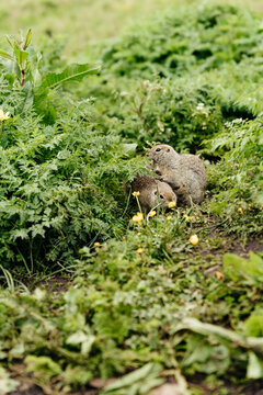 Cute mountain gophers in green grass with wildflowers