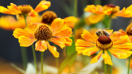 A honey bee collects nectar from garden flowers. Beautiful close-up.