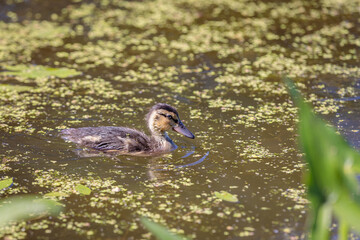 During the day, ducklings swim in the pond under the supervision of a duck.
