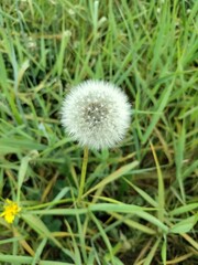 dandelion