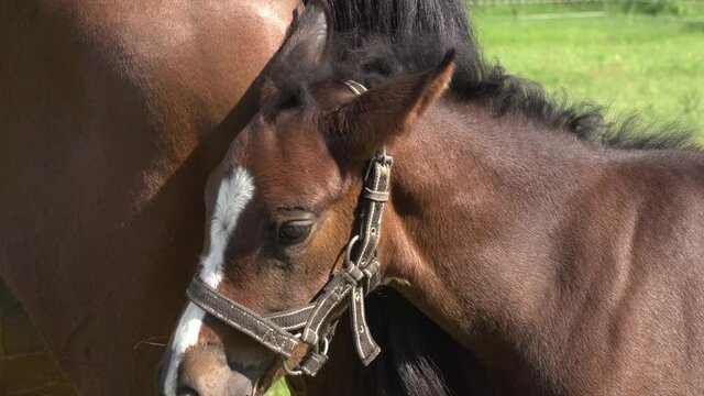 A cute little brown thoroughbred foal in a bridle perches on a green meadow with a mother horse in the rays of the evening summer sun. Close-up of the head of a small horse foal. Beautiful 4K video.
