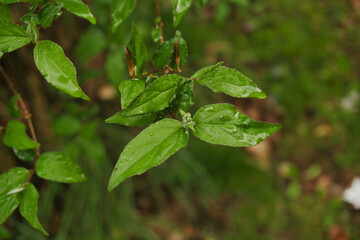green leaves in the garden