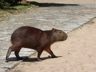 capybara brazilian