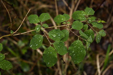 rainy leaves on a tree