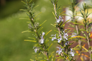 rosemary in the garden