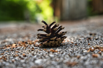 Pine cone