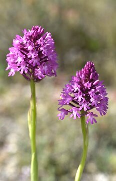 Wild orchids in nature close up