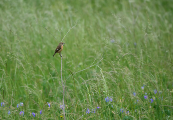 male stonechat sits on a small branch surveying and chatting with all in the meadow around him