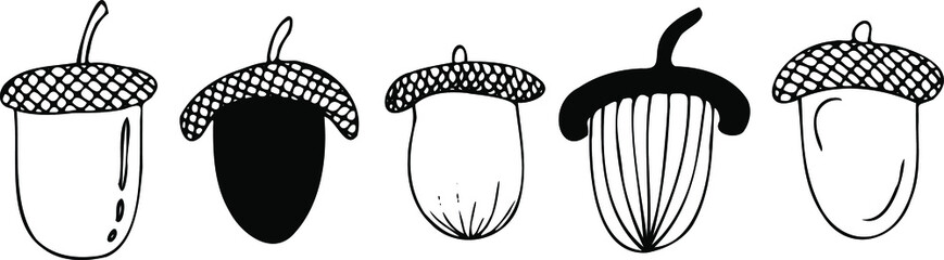 vector set of acorns with hats 5 pieces black and white doodles isolated