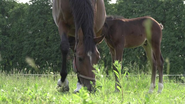 A cute little brown thoroughbred foal in a bridle perches on a green meadow with a mother horse in the rays of the evening summer sun. Close-up of the head of a small horse foal. Beautiful 4K video.
