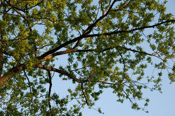 spring forest: tree branches against the blue sky