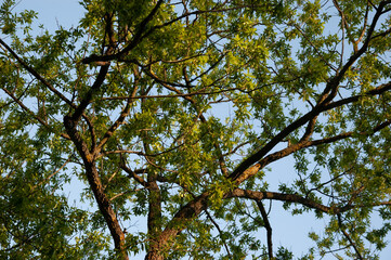spring forest: tree branches against the blue sky