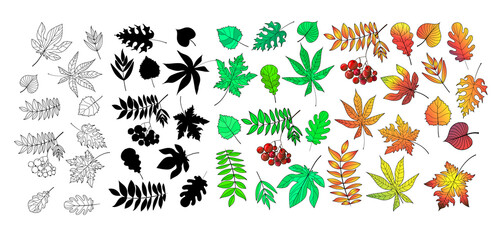 Set of leaves in cartoon style green and yellow, outline and black silhouette - maple, birch, ash, mountain ash, chestnut, poplar, oak. Isolated on a white background. Stock vector illustration.