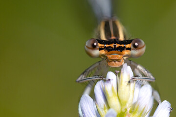 Macro portrait of fauna. Small damselfly with big eyes close up on meadow flower with green background.