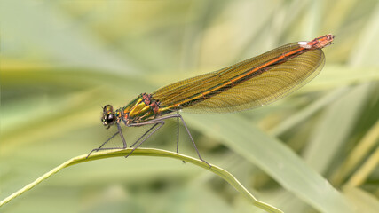 Macro of female damselfly (calopteryx virgo) on grass background. 
