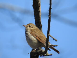 Hermit Thrush