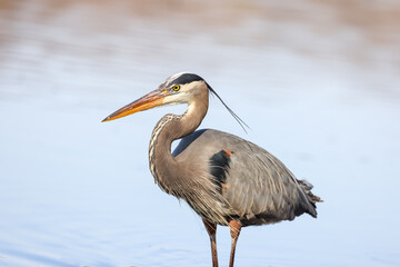 Close up shot of Great blue Heron bird in the lake