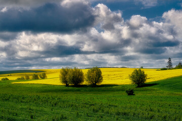 Rural landscape, blooming rape fields, Poland