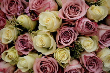 Obraz na płótnie Canvas Mixed purple and white roses
