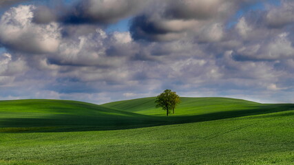 Landscape of rural, spring fields with sown green goods, Poland