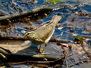 Northern Waterthrush
