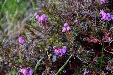 Heidekraut, Besenheide, Heidekrautgewächs, Heide, Heidelandschaft, Blume des Jahres, 2019,...